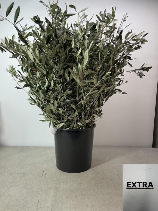 <h4>OLEA EUROPAEA PB</h4>