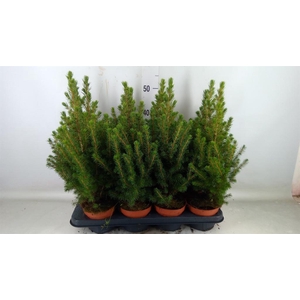 Picea glauca 'Conica'