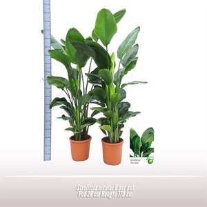 Strelitzia nicolai 6 per pot