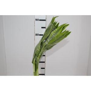 DRACENA LUCKY BAMBOO RETO 070 CM