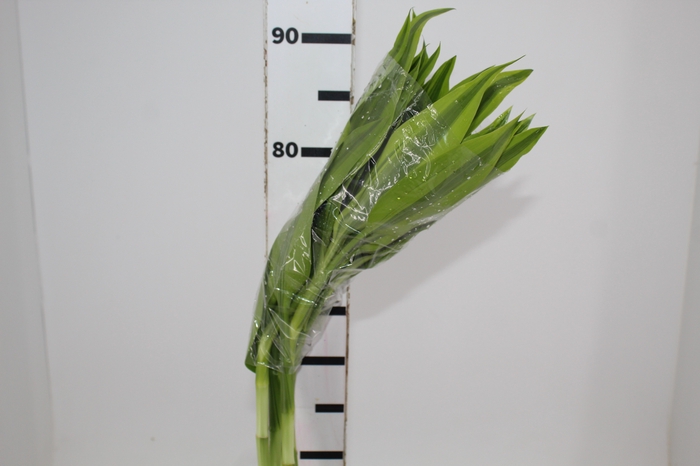 <h4>DRACENA LUCKY BAMBOO RETO 070 CM</h4>