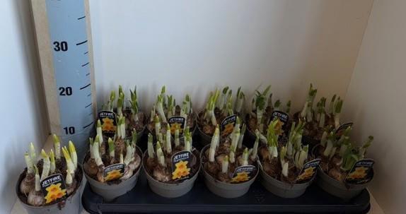 <h4>NARC C JETFIRE</h4>