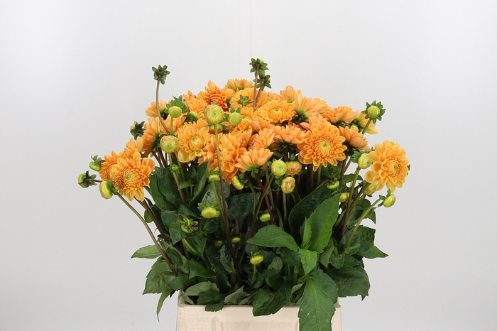 <h4>Dahlia Sylvia</h4>