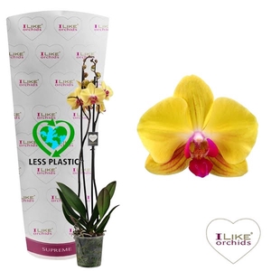 Phalaenopsis Goldion- 2 tak 80cm (Less Plastic)