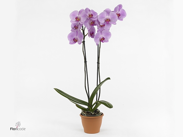 Mimesis Phal. Crown Pink - 3 spike 21cm