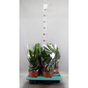Zamioculcas zamiifolia 'Zenzi'