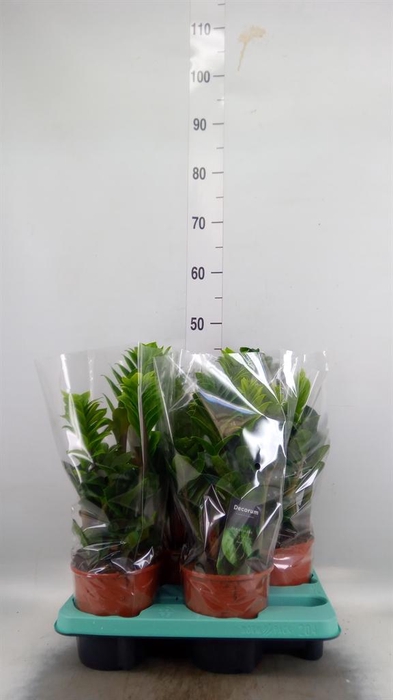 <h4>Zamioculcas zamiifolia 'Zenzi'</h4>