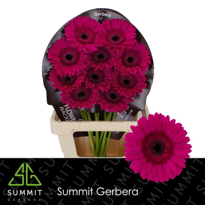 Gerbera Passoa Flowerracket