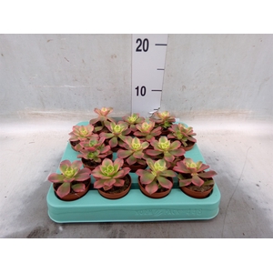 Aeonium   ...