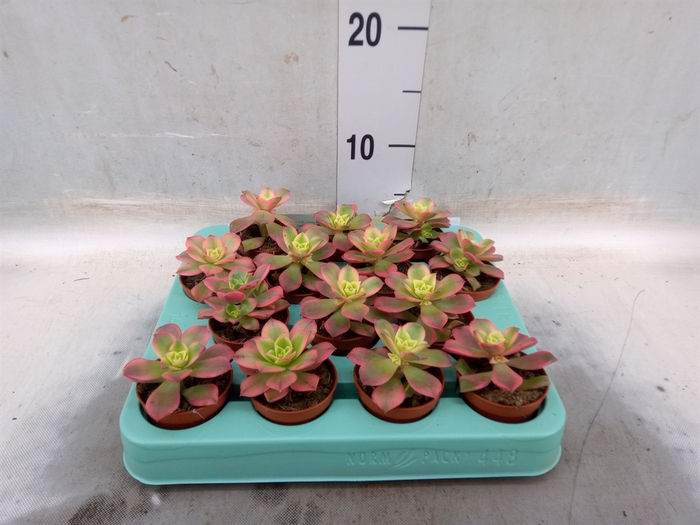 <h4>Aeonium   ...</h4>