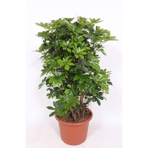 Schefflera Compacta