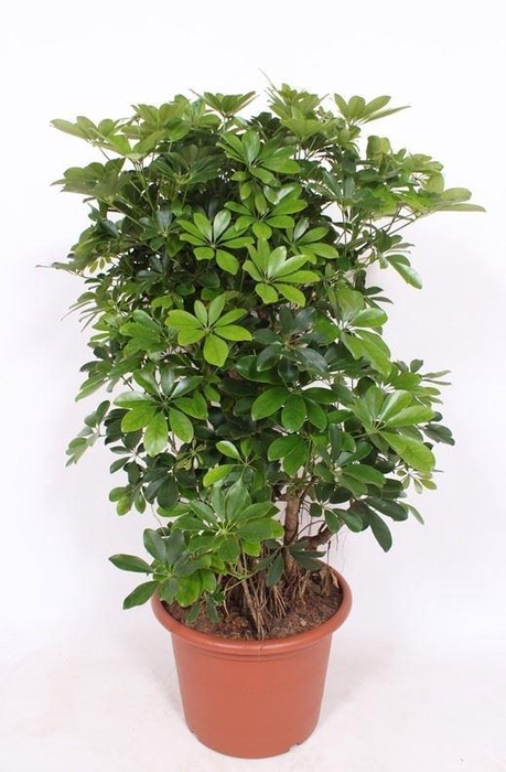 <h4>Schefflera Compacta</h4>