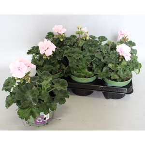 Pelargonium zonale Karen (Aquarello)