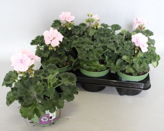 <h4>Pelargonium zonale Karen (Aquarello)</h4>