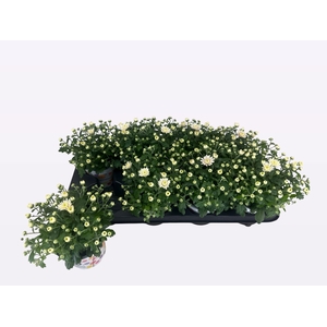 CHRY PARAD WHITE