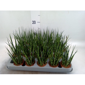 Sansevieria  'Fernwood'