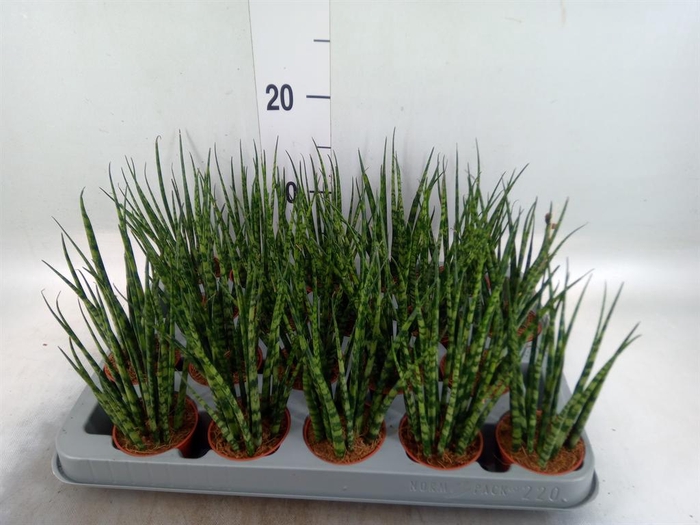 <h4>Sansevieria 'Fernwood'</h4>