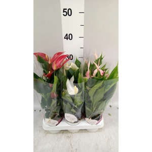Anthurium   ...mix