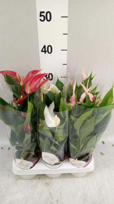 <h4>Anthurium   ...mix</h4>