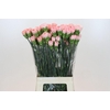 Dianthus St Sarah Pink