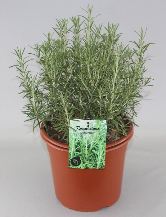 <h4>Rosmarinus Officinalis C5</h4>