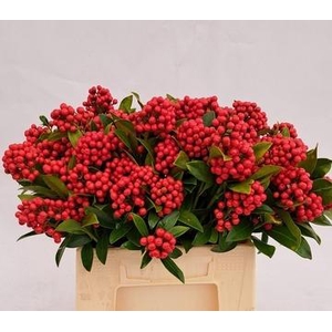SKIMMIA BERRY RED BS