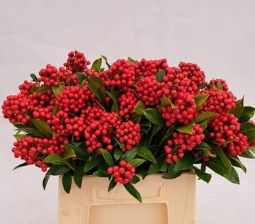 <h4>SKIMMIA BERRY RED BS</h4>