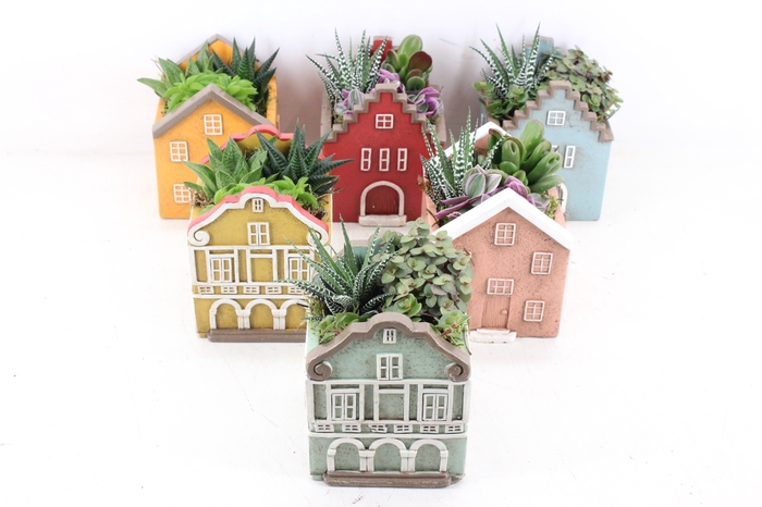 <h4>arr3 SN - Casa home mix L x6</h4>