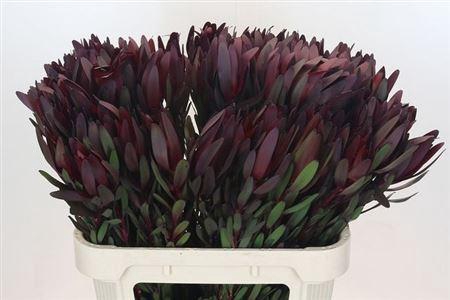 <h4>Leucad Saf Sunset</h4>