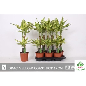 Dracaena fragrans Golden Coast 17Ø 80cm 2pp