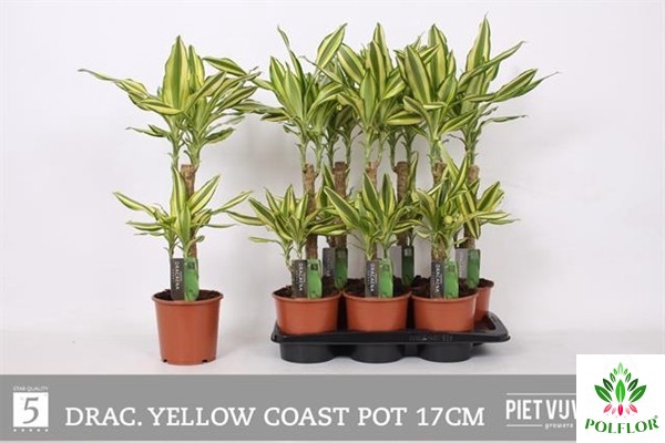 Dracaena fragrans Golden Coast 17Ø 80cm 2pp