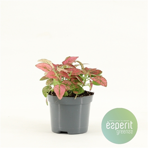 Hypoestes Red