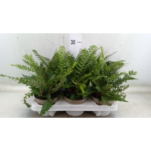 Polystichum tsus-simense
