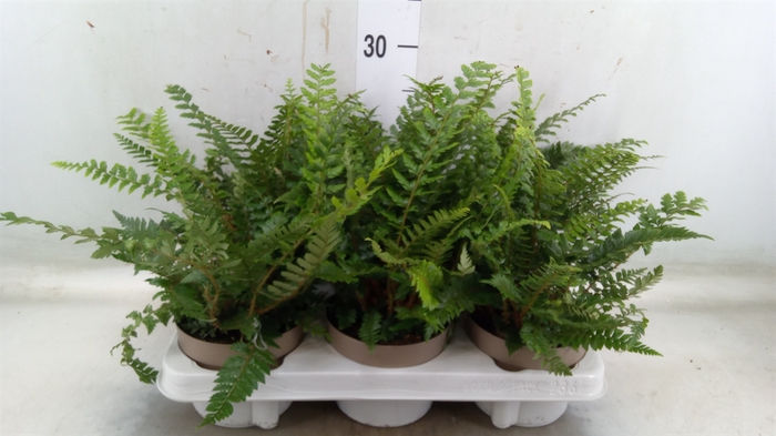<h4>Polystichum tsus-simense</h4>