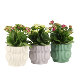 7501384: Solutionss Consideration