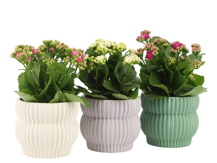 <h4>7501384: Solutionss Consideration</h4>