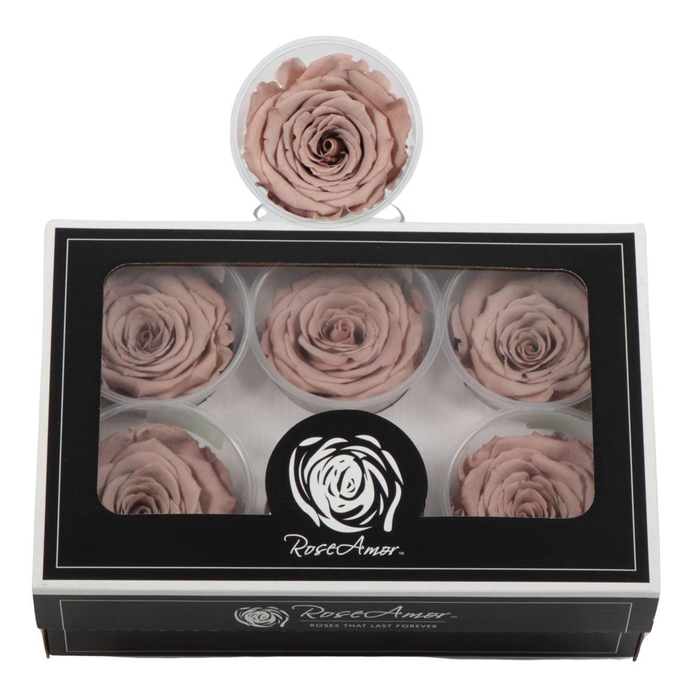 <h4>Preserved Rosa Ll Cho 89</h4>