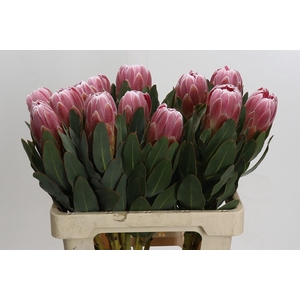 Protea Carnival