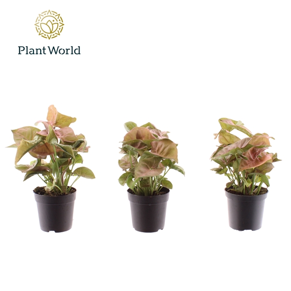<h4>Syngonium Neon Robusta</h4>