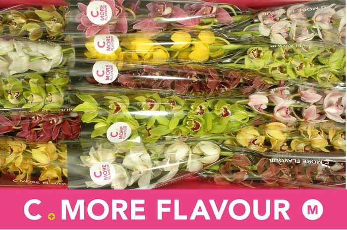 <h4>CYMB MI GEM</h4>