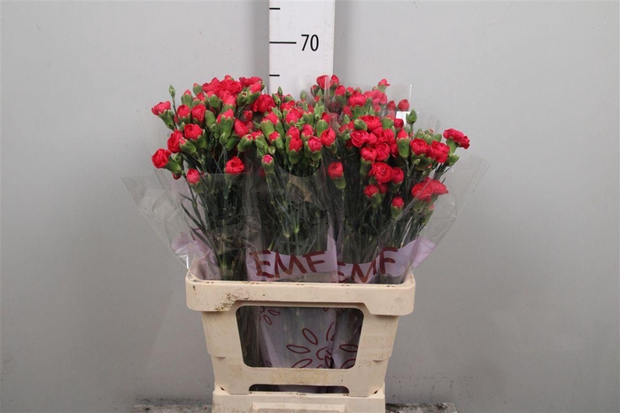 <h4>Di Tr Weekend</h4>