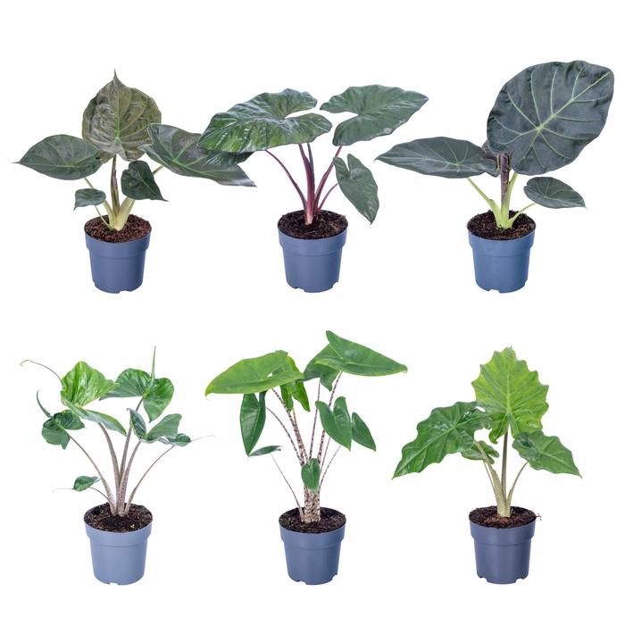 <h4>Alocasia Gemengd 17cm</h4>