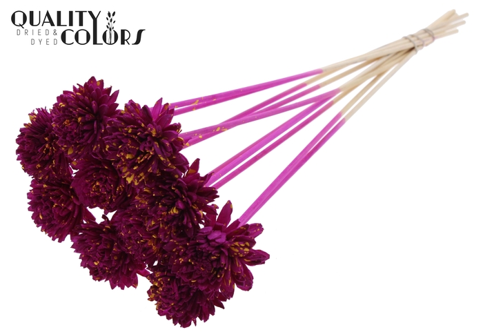 Shola Zinia 6cm on stem Splashed Lilac/Yellow