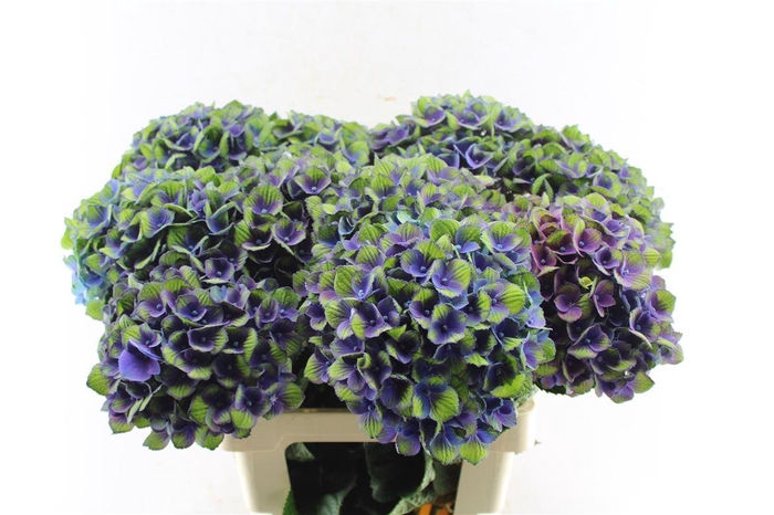 <h4>Hydr M Mag Charlotte Blue</h4>