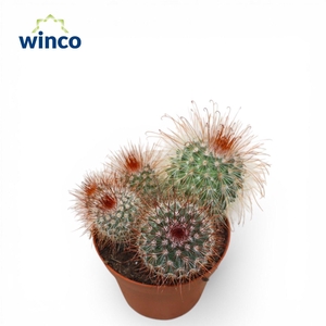 Mammillaria Spinosisima Group