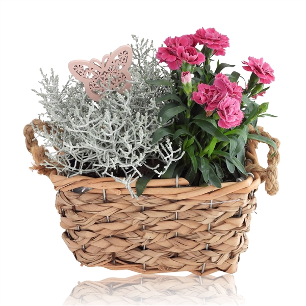 <h4>Arrangementen Hyacinthus 6%</h4>
