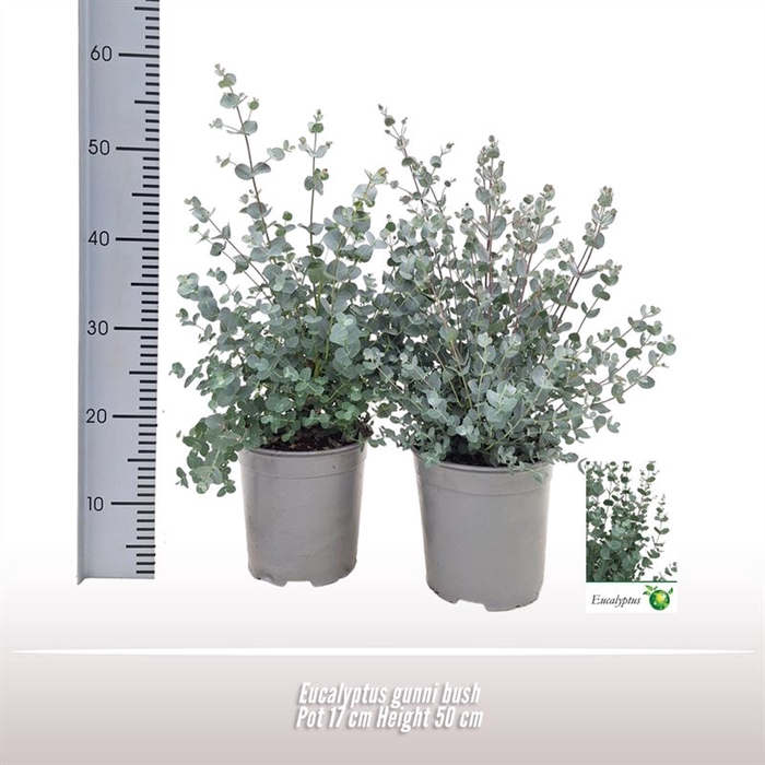 <h4>Eucalyptus gunnii struik</h4>