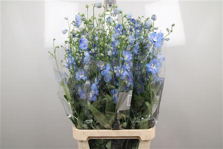 <h4>Delph Du Centu Skyblue</h4>