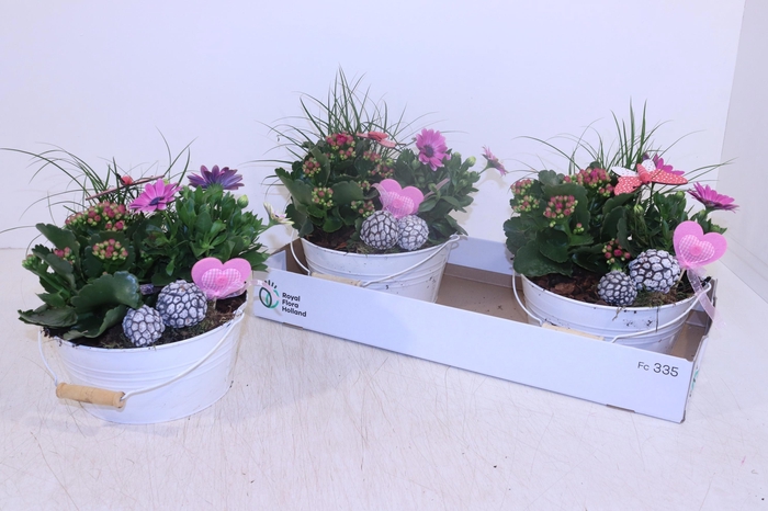 <h4>ARR TUINPLANTEN</h4>