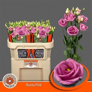 Eus G Rosi Rose Pink